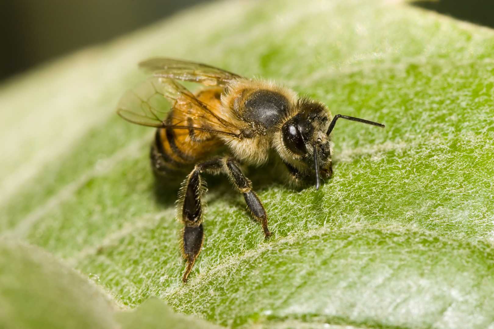 Africanized Honeybees In Alabama