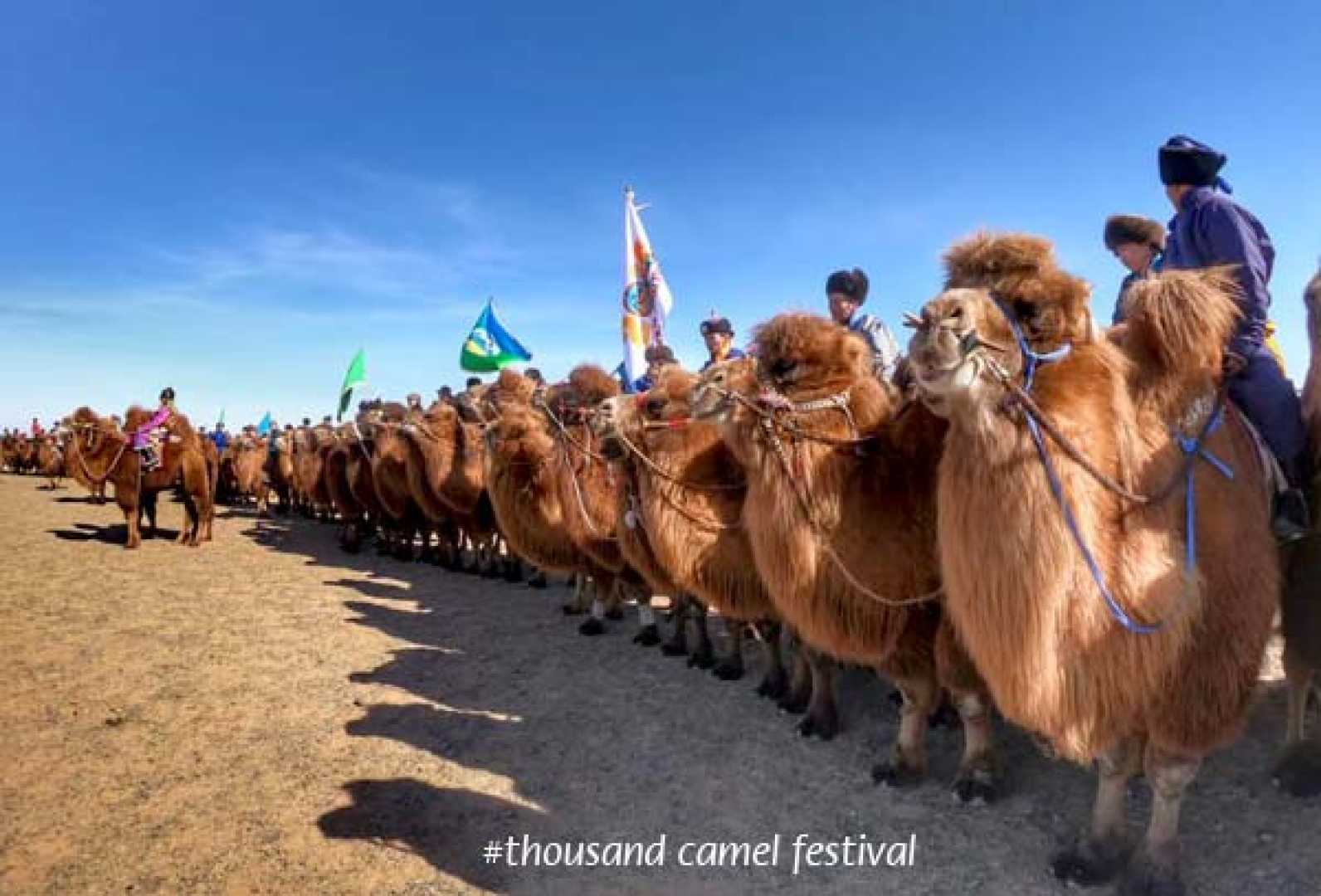 Bactrian Camels Festival Mongolia