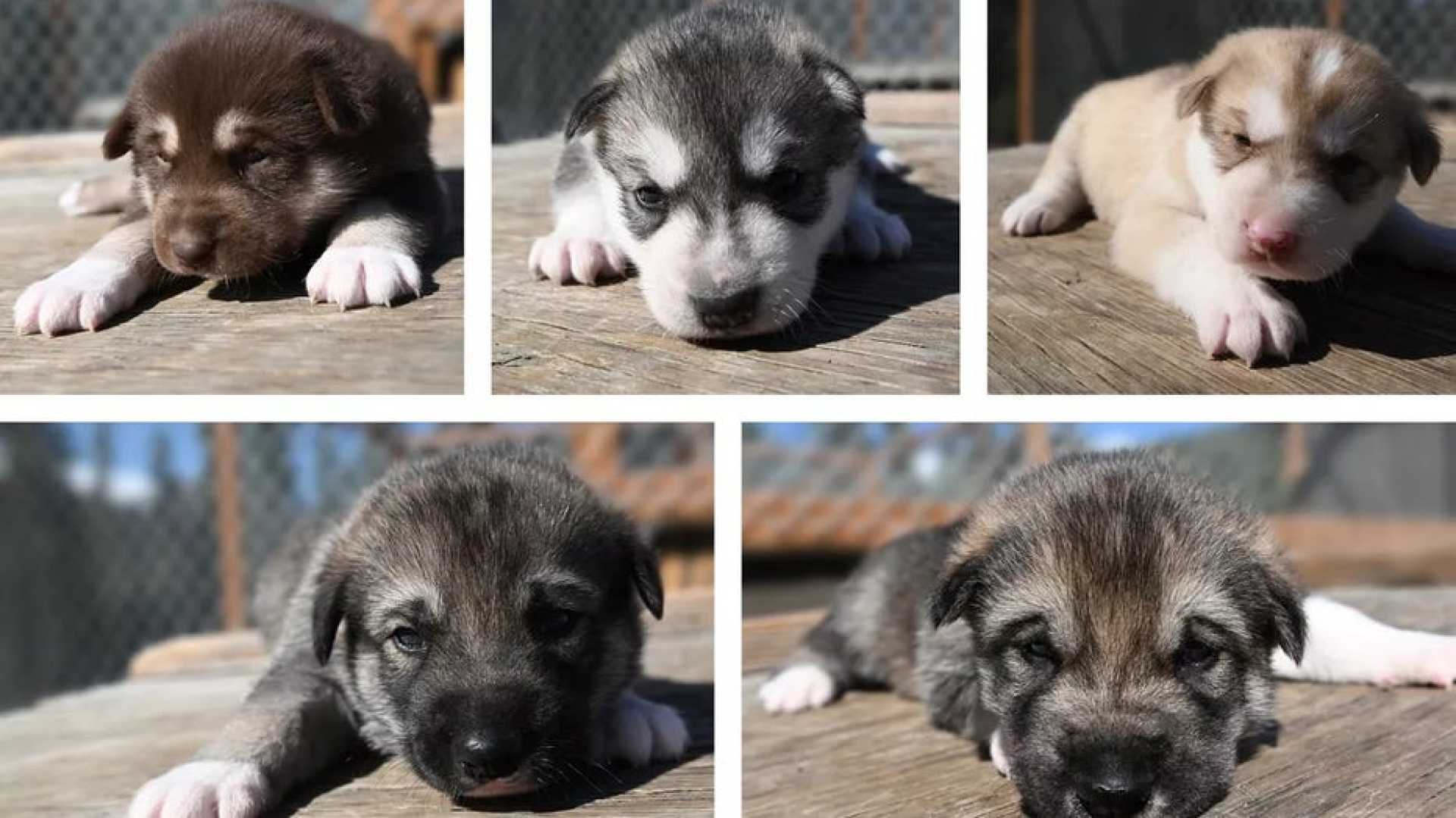 Denali National Park Sled Dog Puppies