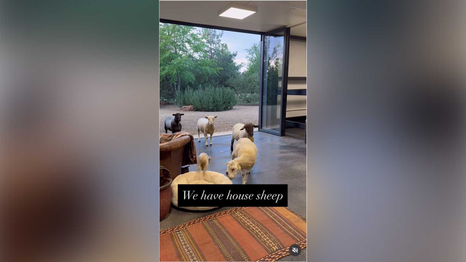 Ellen Degeneres House Sheep