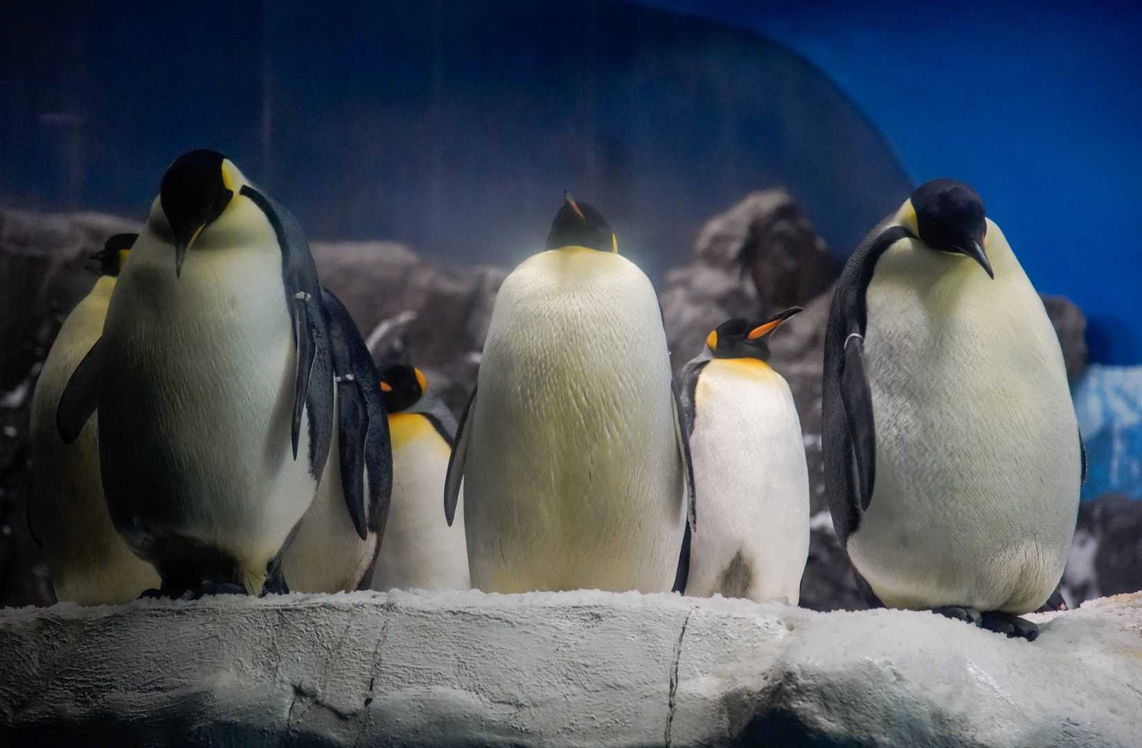 Emperor Penguins Seaworld Orlando
