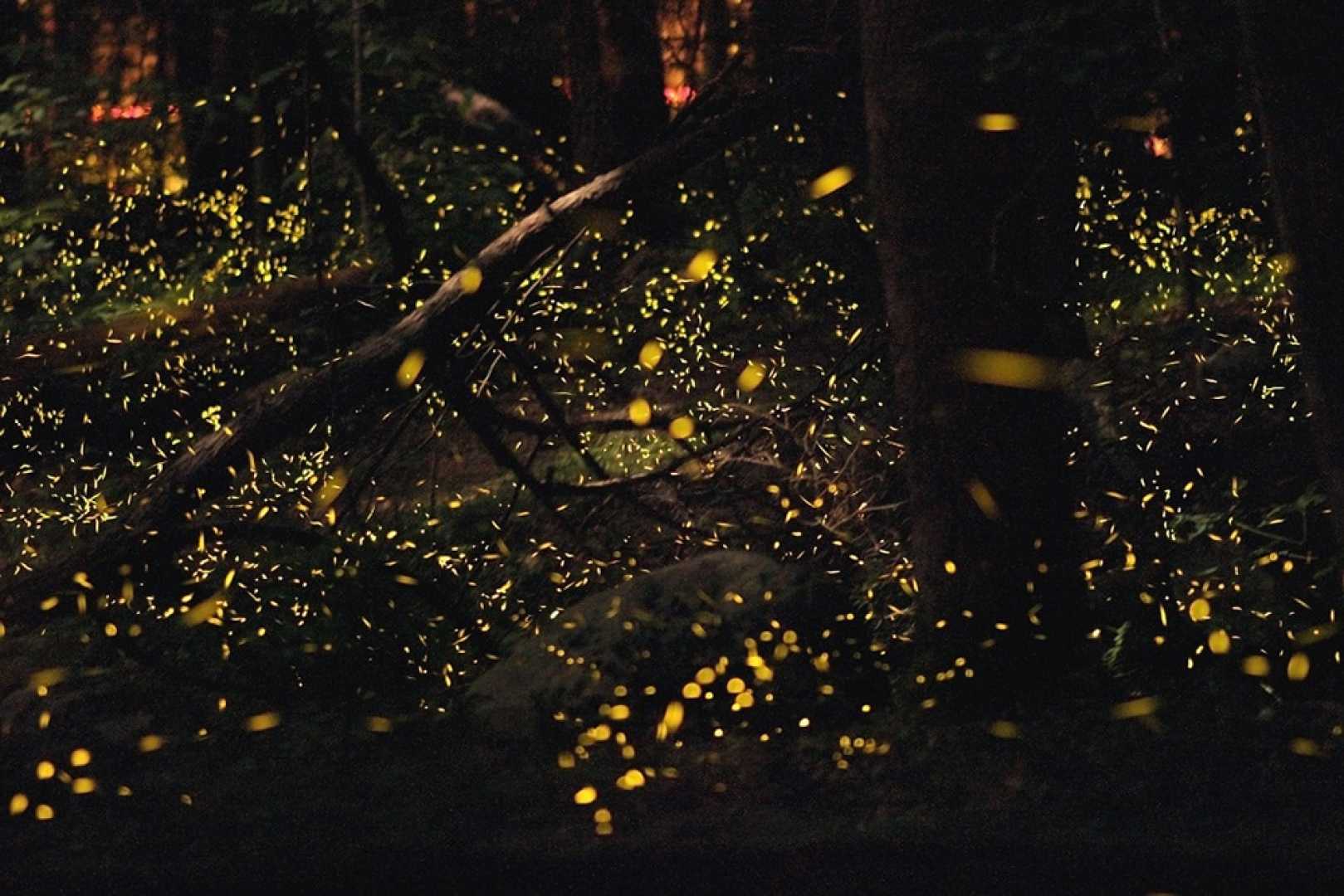 Fireflies Decline Conservation Efforts