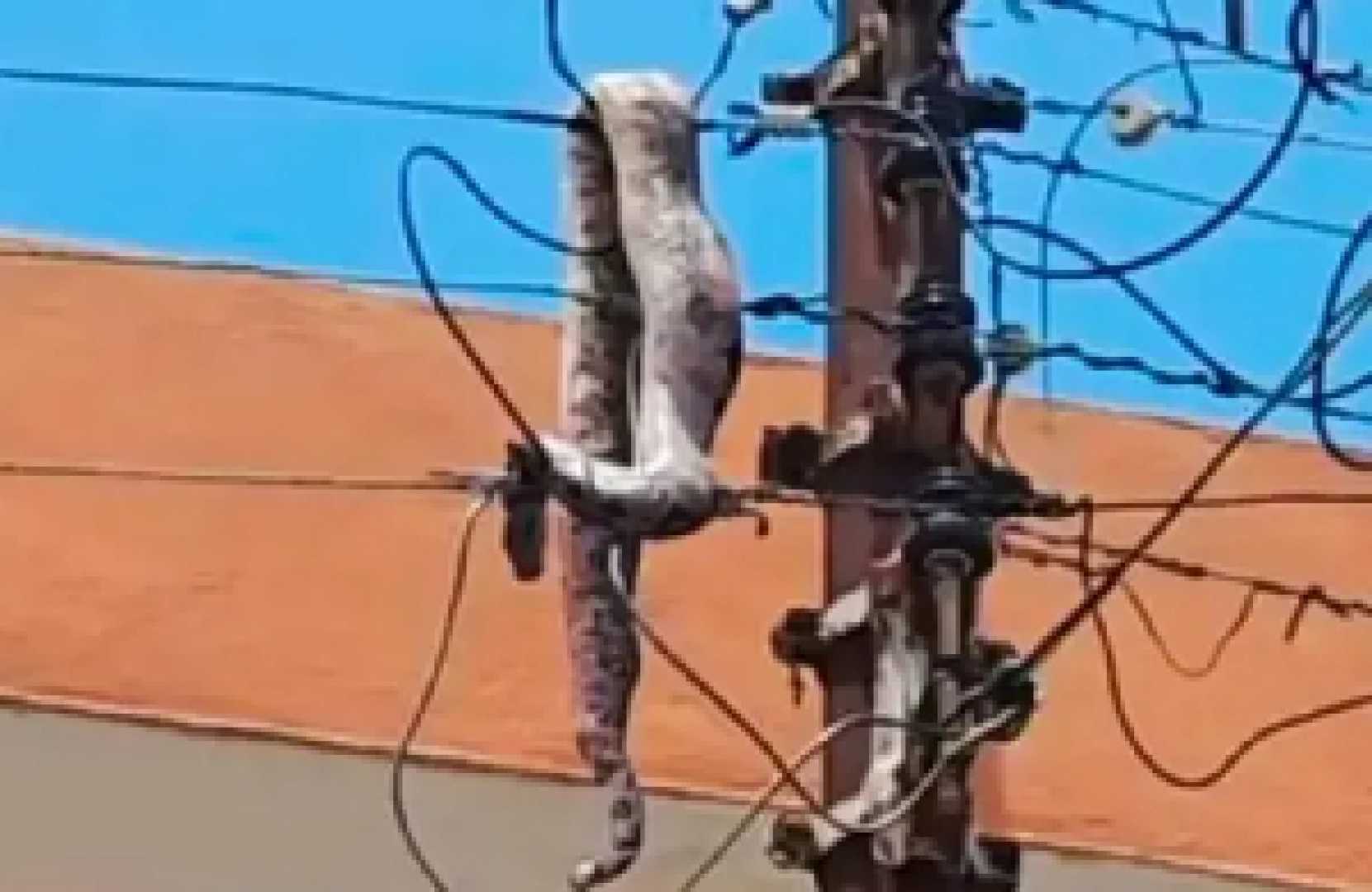 Giant Snake Power Outage Kwaso