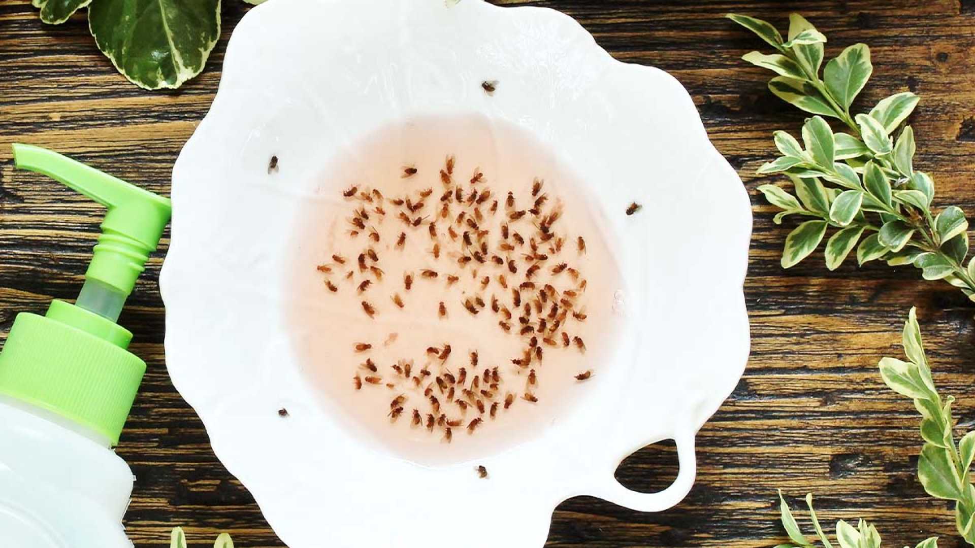 Gnats Home Infestation Prevention