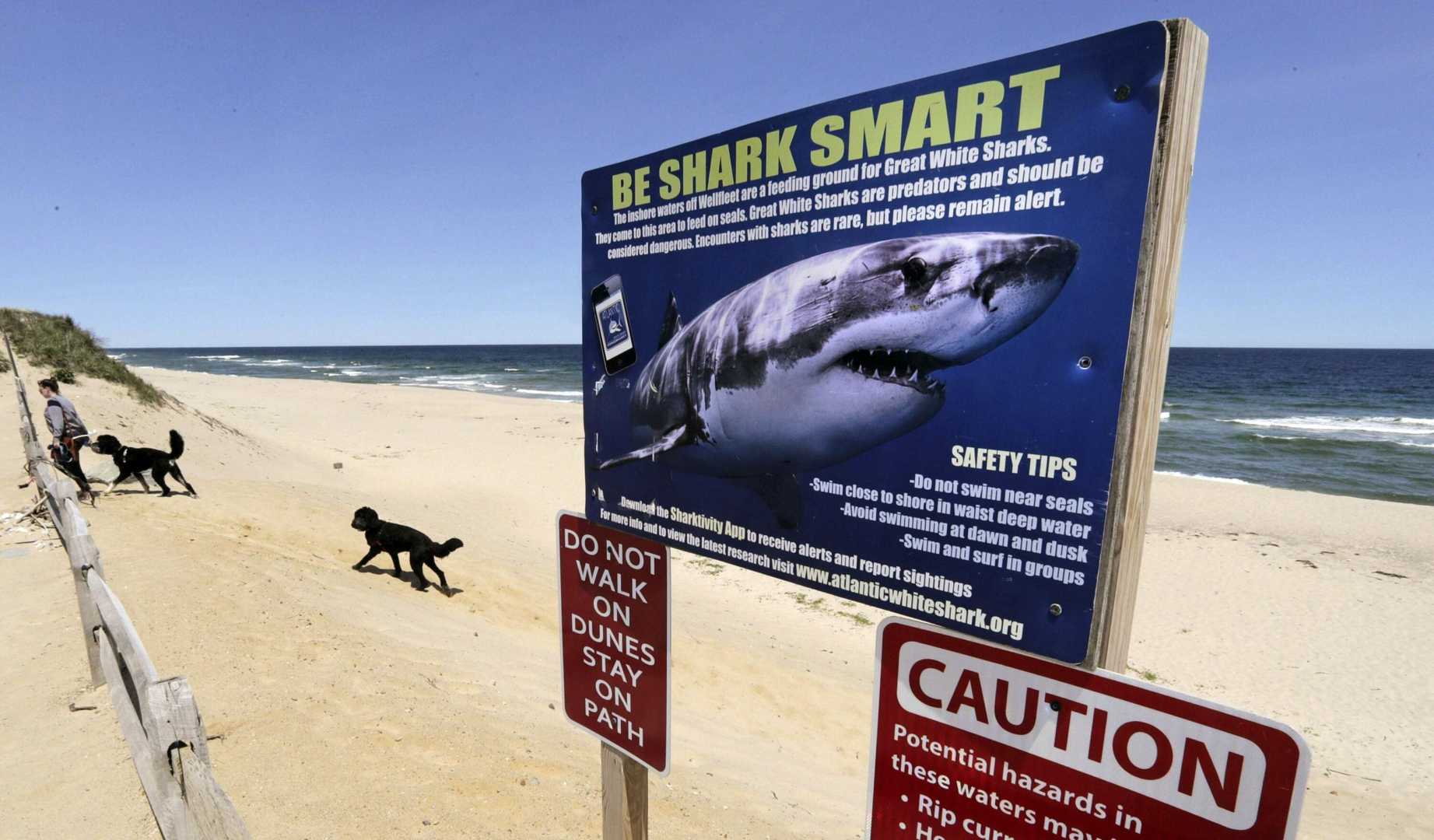 Great White Shark Research Jaws Anniversary