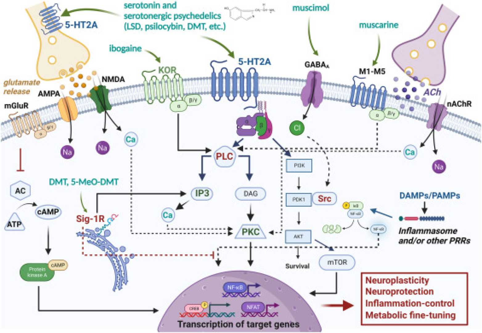 Ibogaine Treatment For Neurodegenerative Diseases