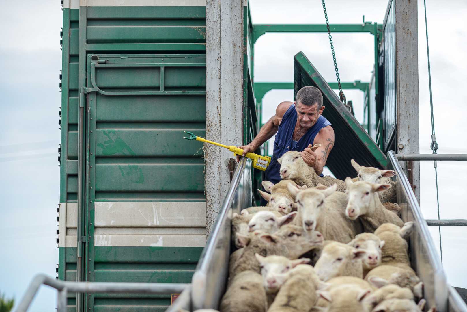 Illegal Sheep Slaughter France