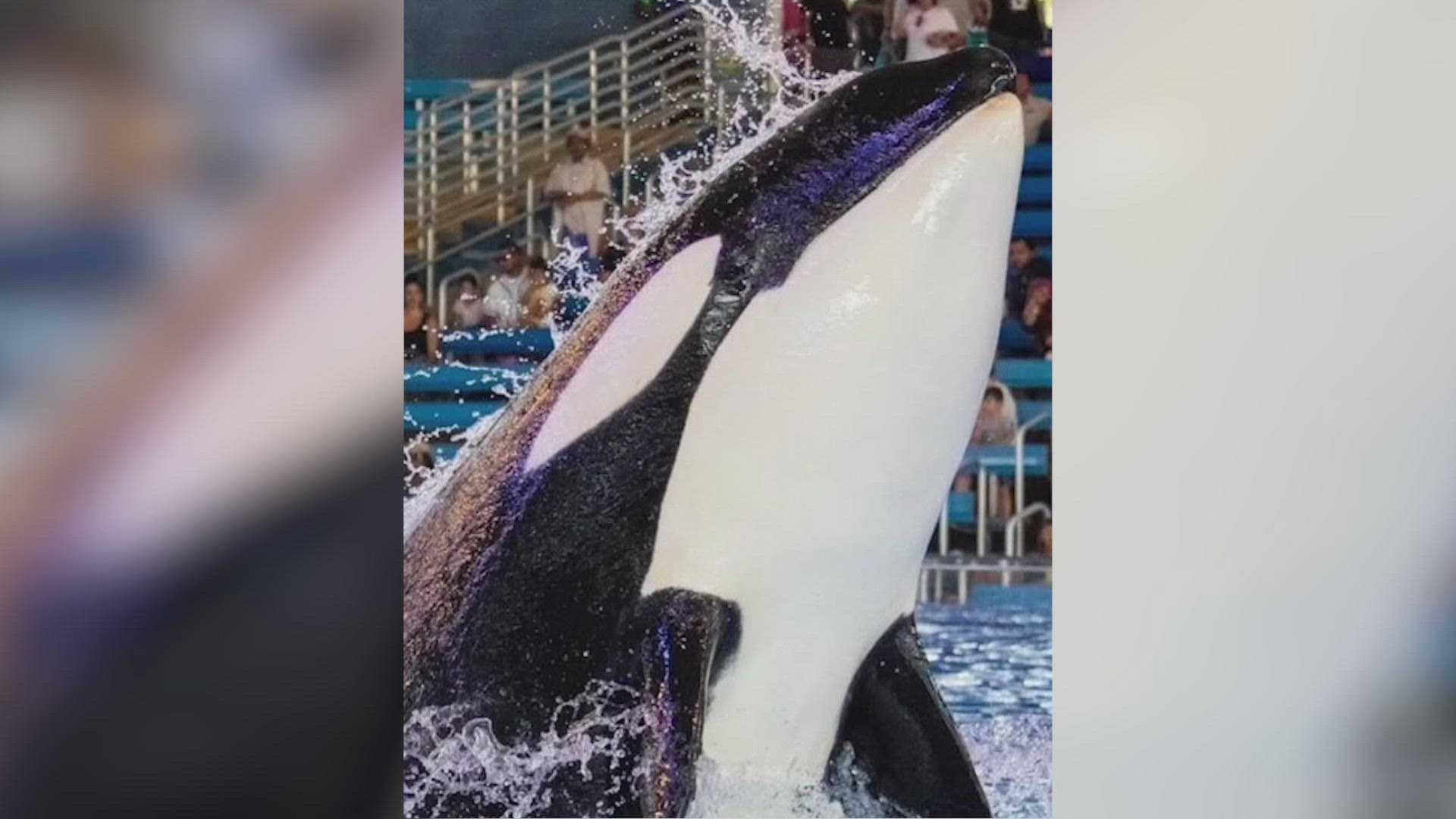 Kamea Orca Seaworld San Antonio