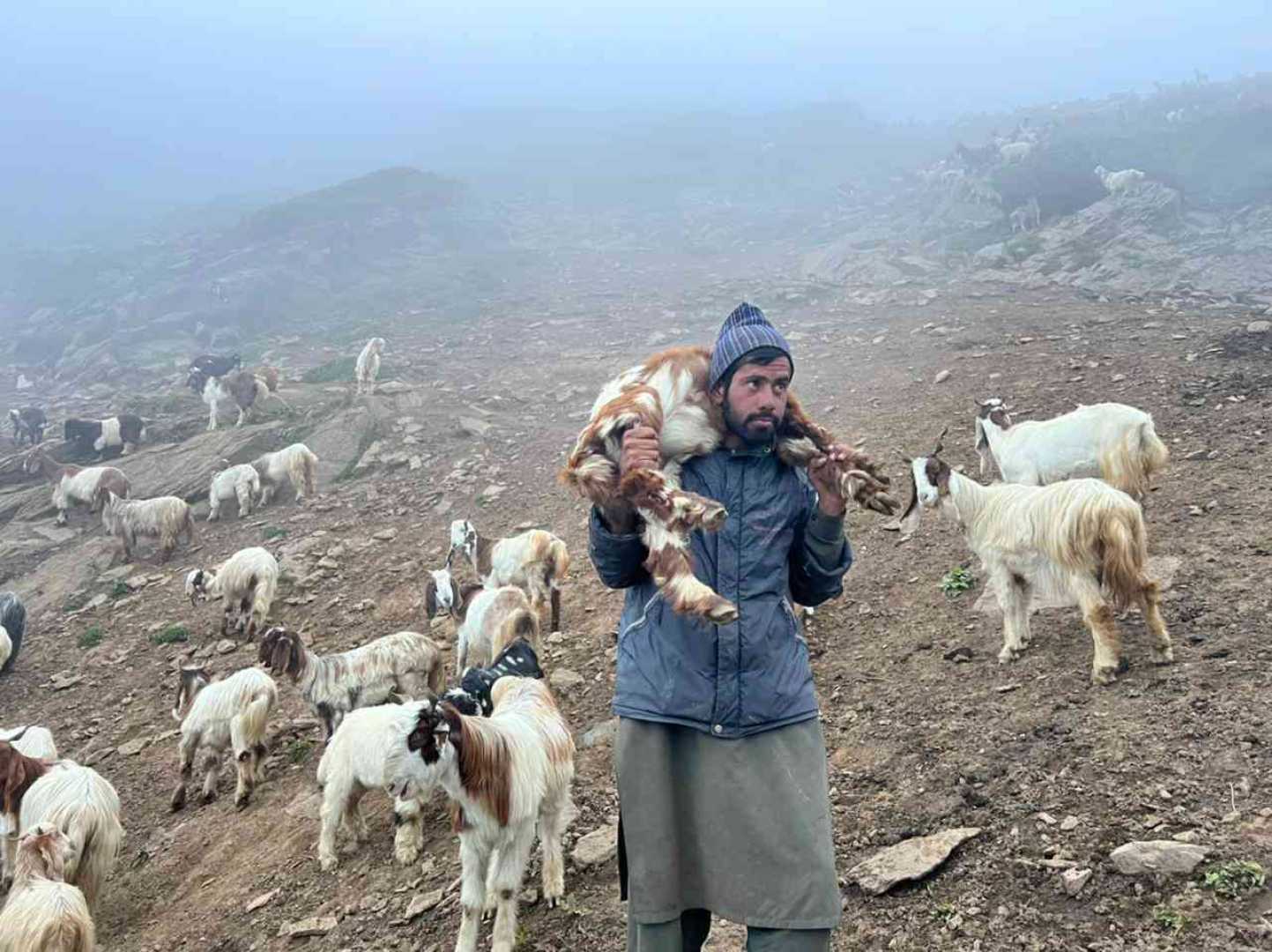 Kashmir Shepherds Snow Disruption