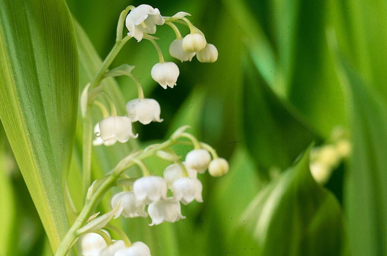 Lily Of The Valley Plant