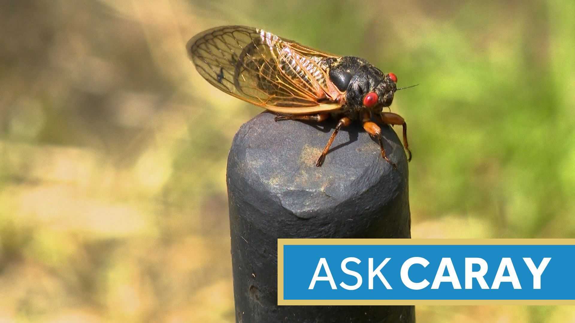 Louisville Cicadas Difference