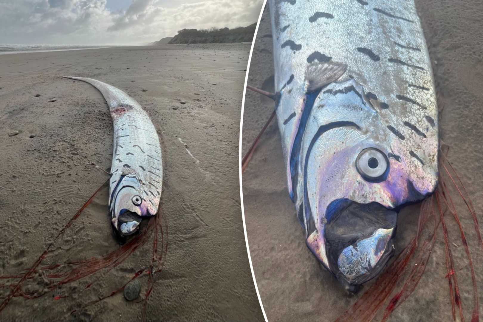 Oarfish Found On Tasmania Beach