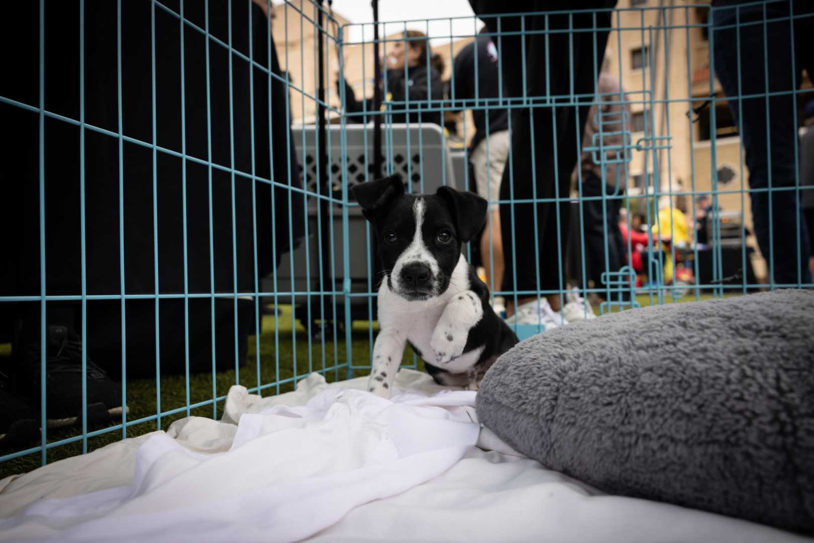 San Diego County Fair Pets Activities