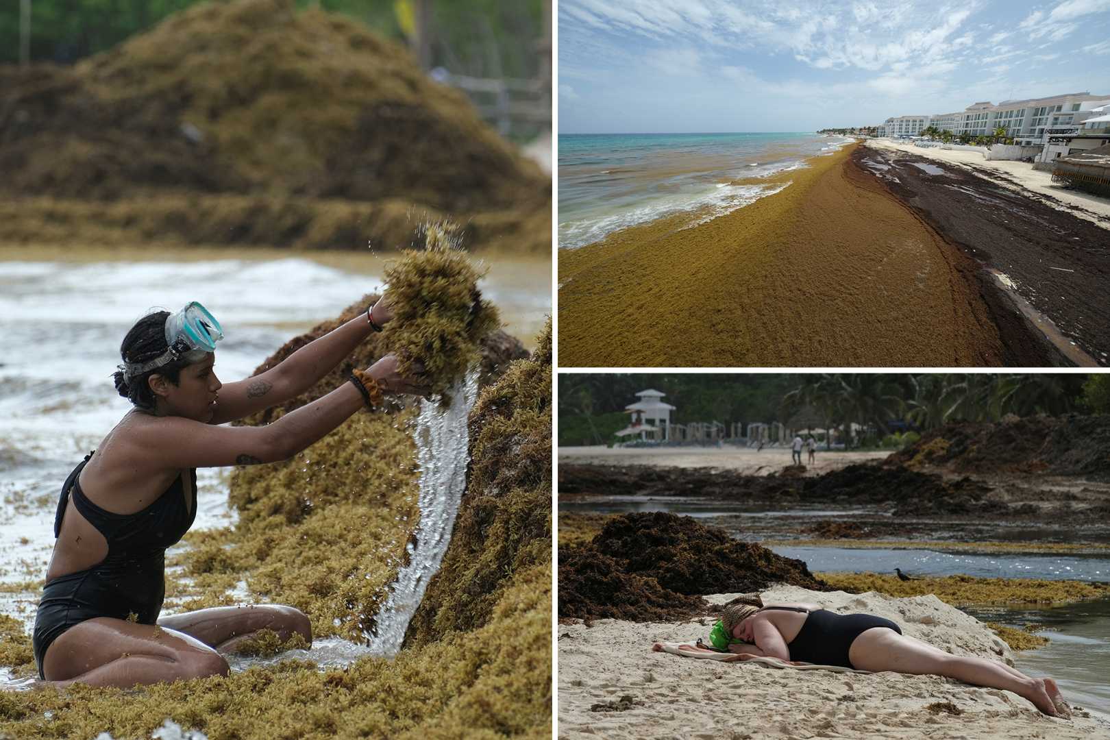 Sargassum Seaweed Caribbean Resorts