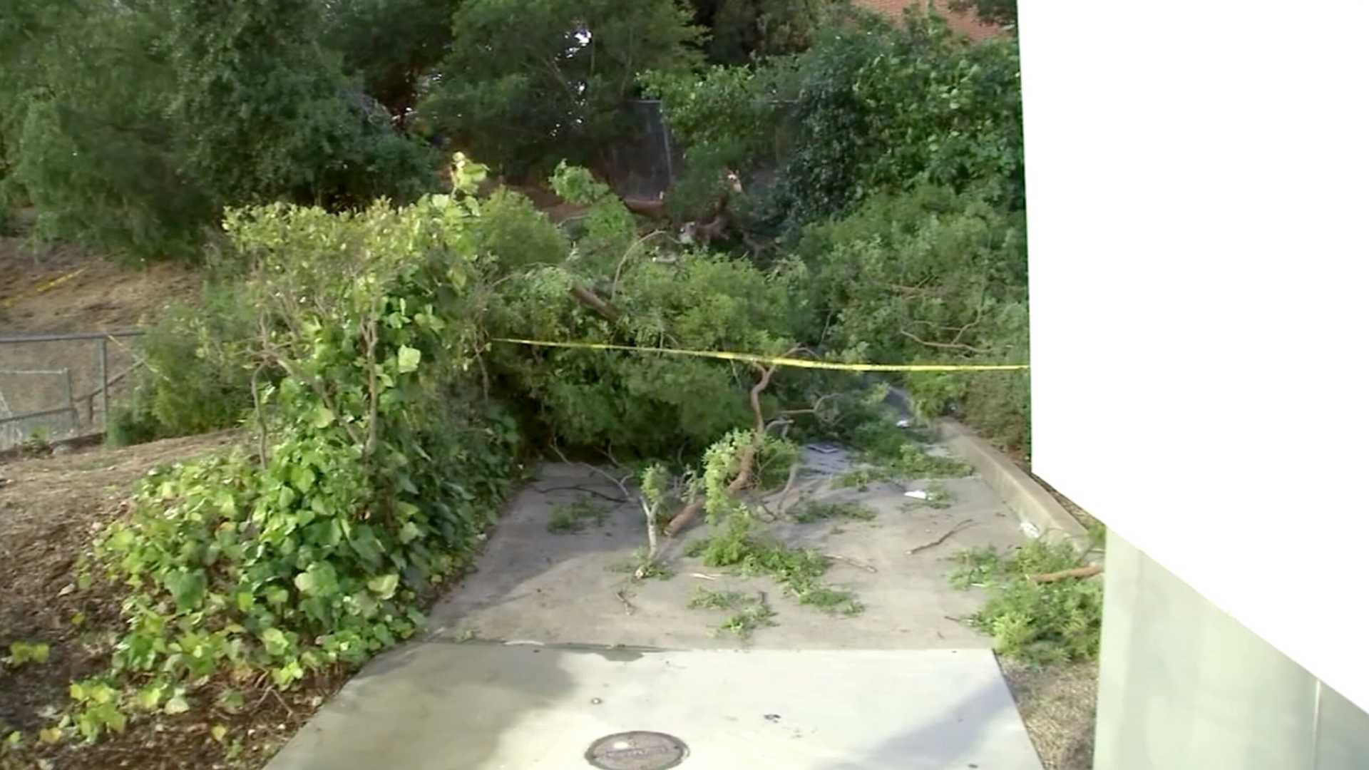 Tree Collapse Graduation Injuries