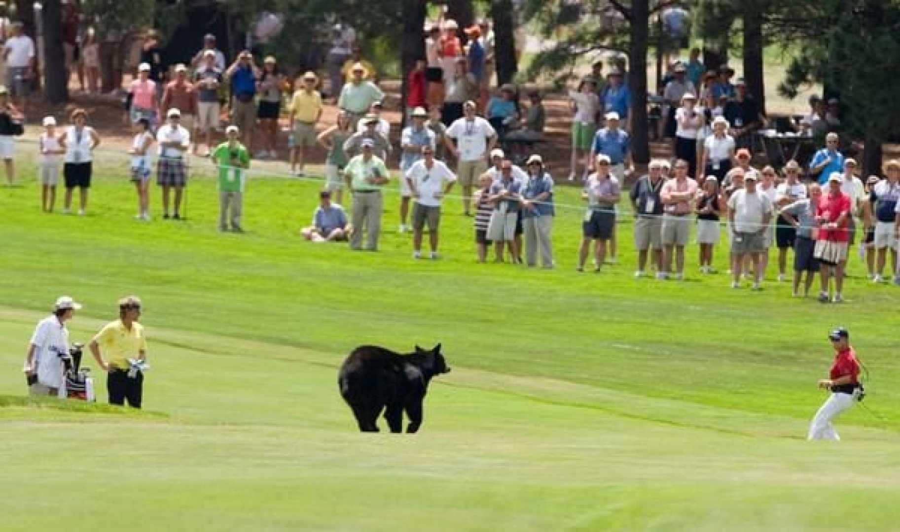 U.s. Senior Open Black Bear Golf