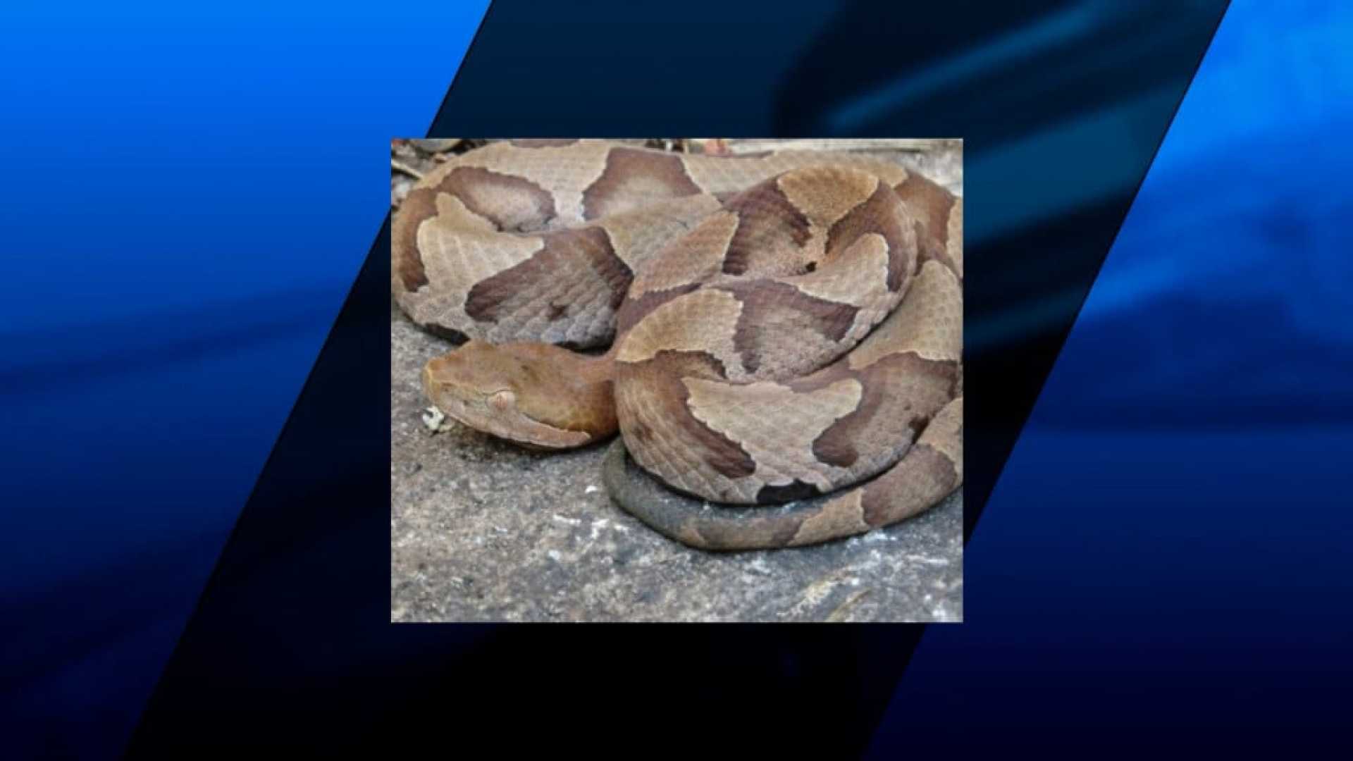 Attleboro Copperhead Snake Sighting