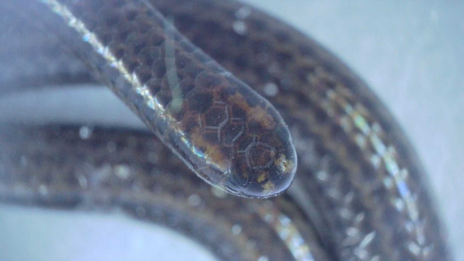 Barbados Threadsnake Discovery