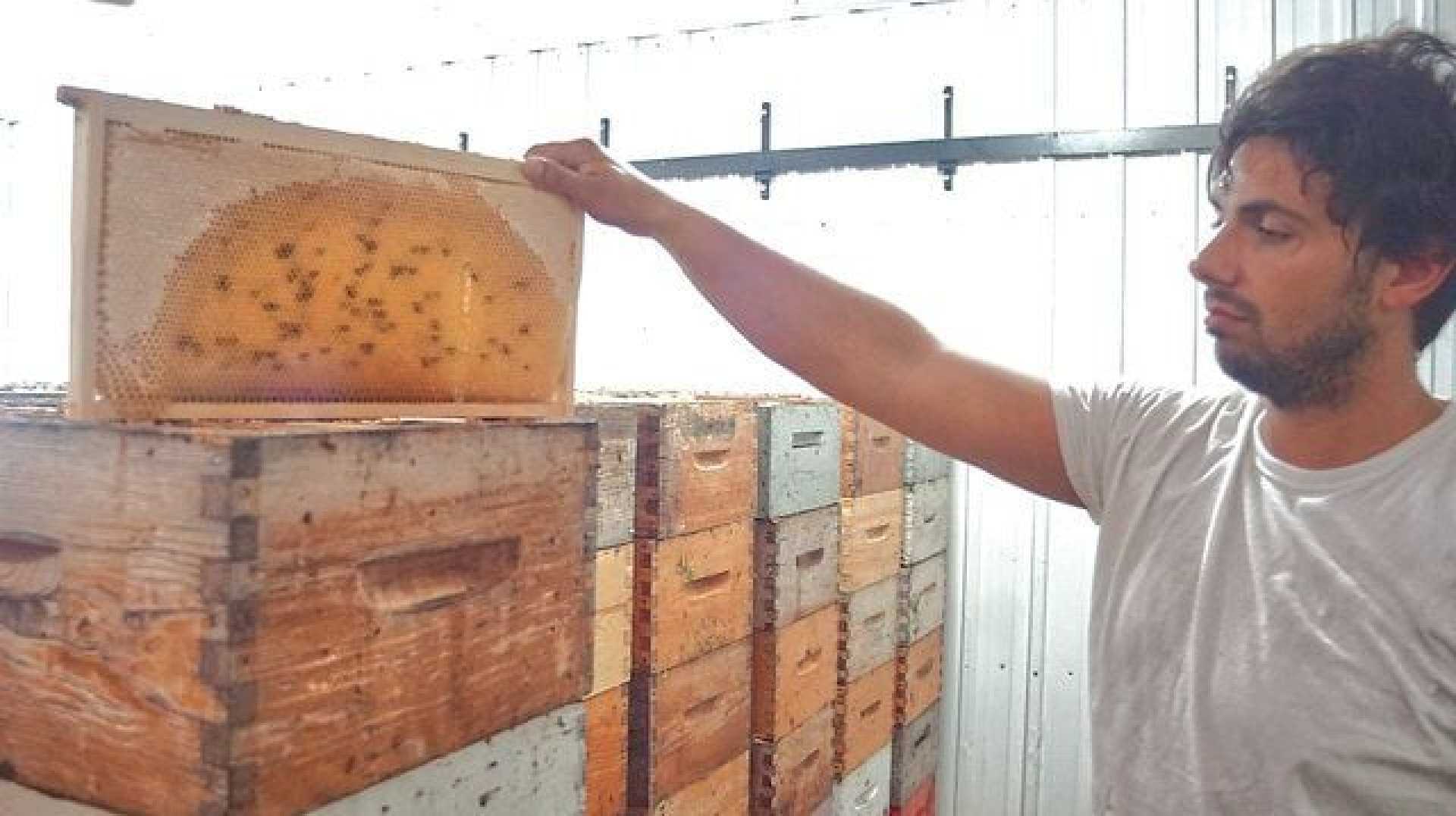 Beekeepers Wildfire Smoke Canada