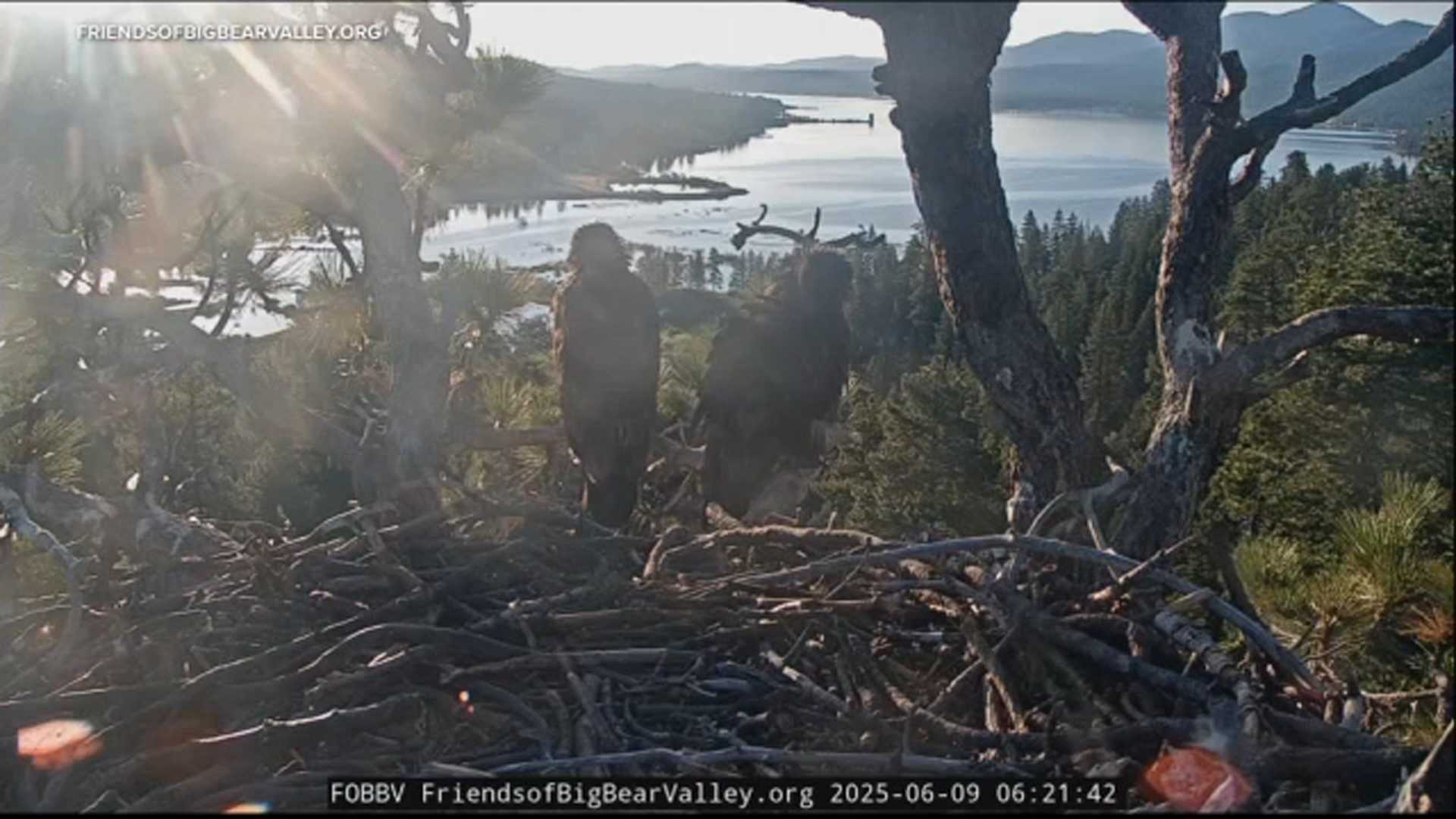 Big Bear Lake Bald Eagle Nest Fireworks