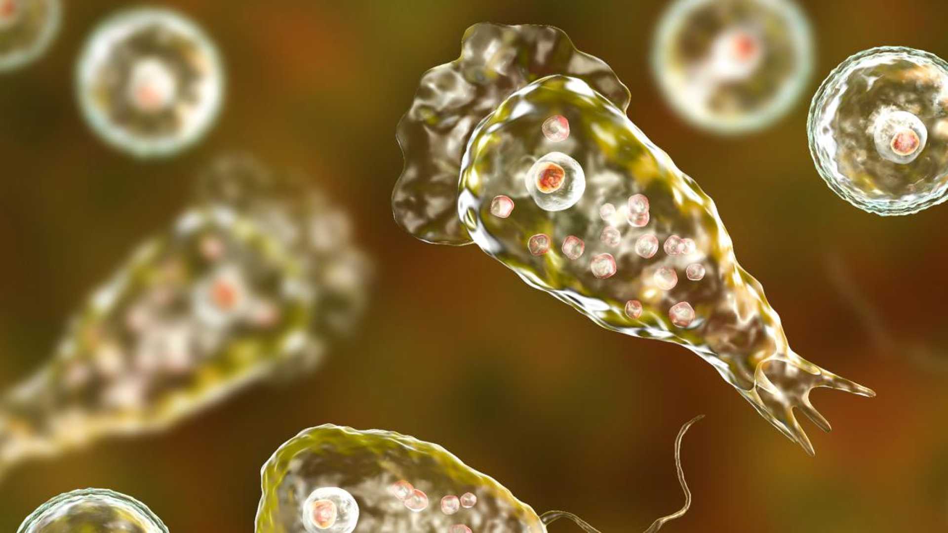 Brain Eating Amoeba South Carolina