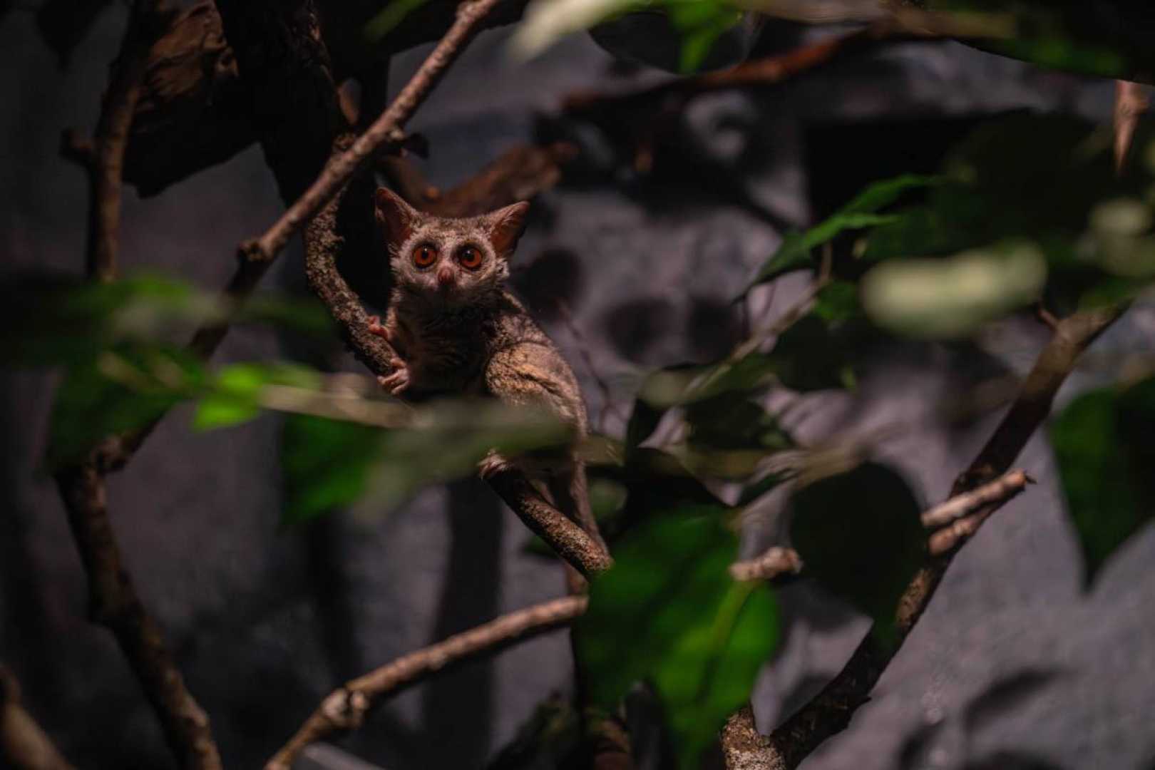 Bronx Zoo World Of Darkness Nocturnal Animals