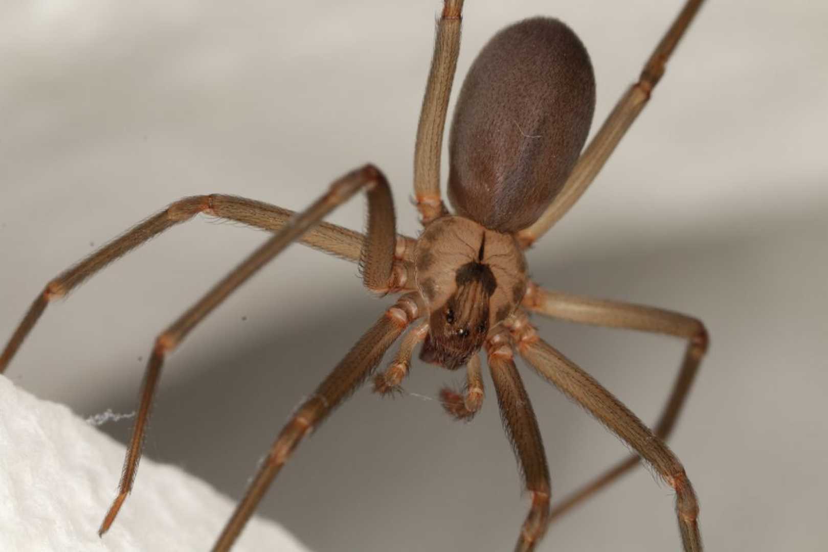 Brown Recluse Spider In Missouri Homes