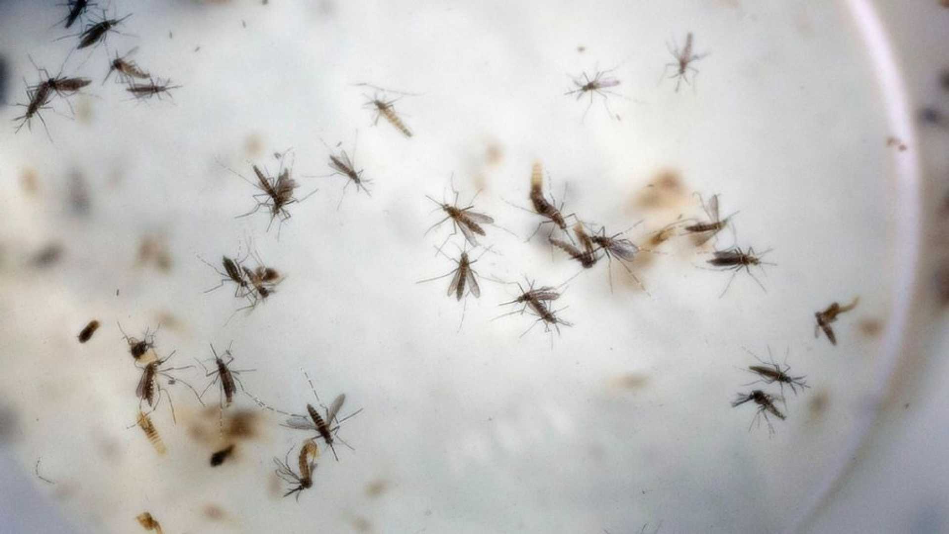 Cicero Ny West Nile Virus Recovery