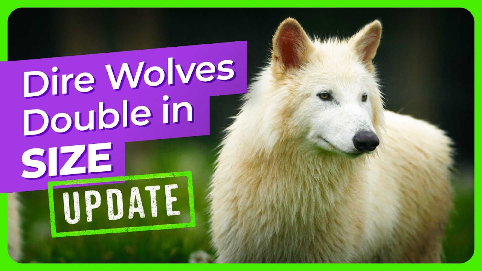 Dire Wolves Progress Update
