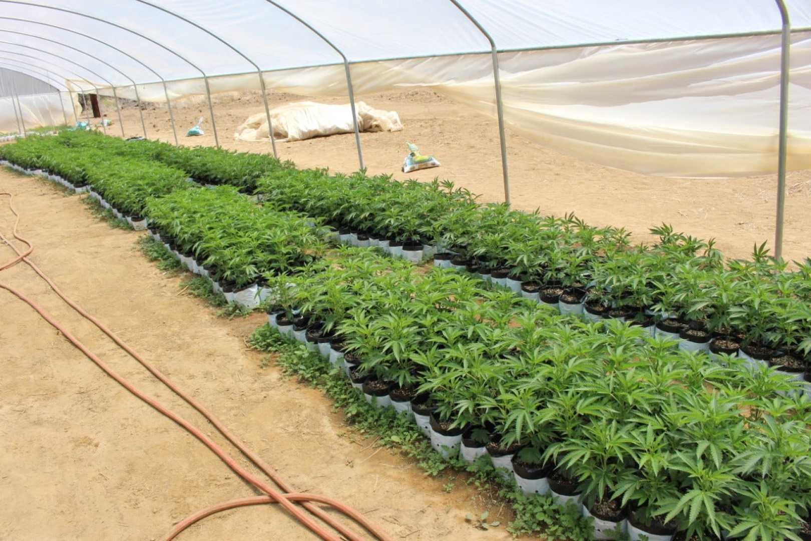 Federal Agents Cannabis Farm Ventura County