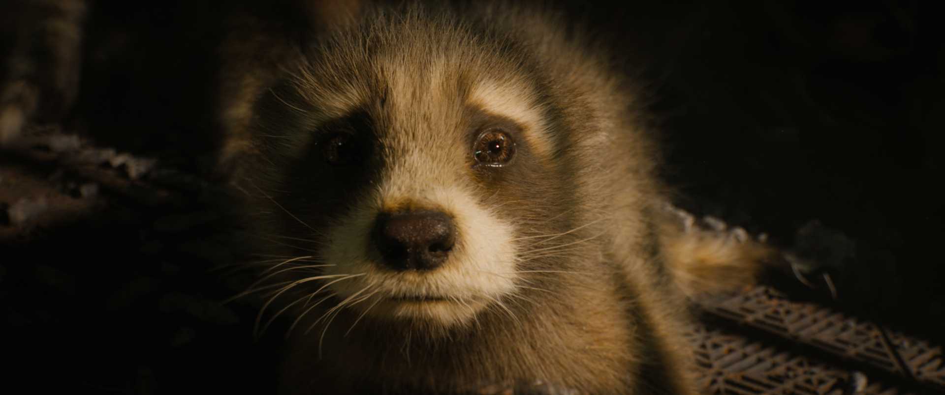 Guardians Of The Galaxy Vol. 3 Rocket Raccoon