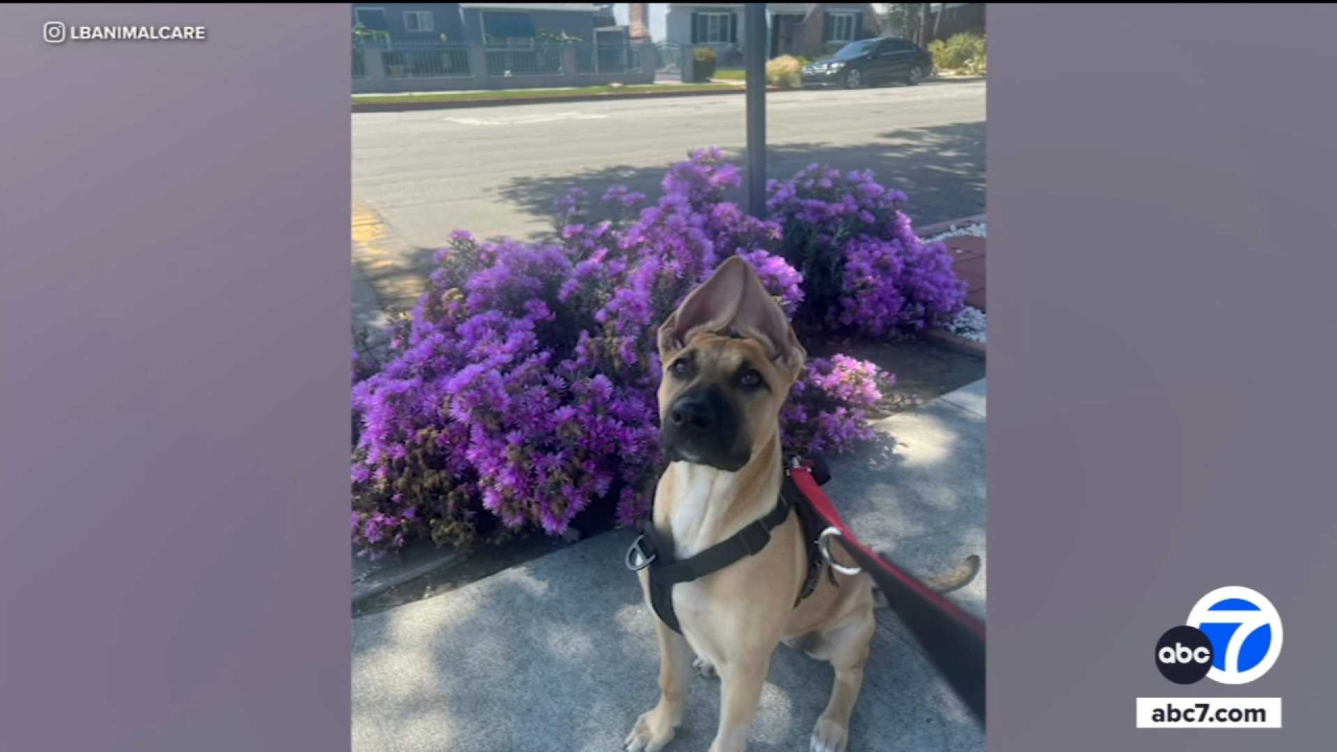 Long Beach Cat Cruelty Case