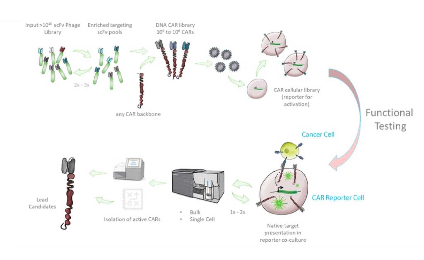 Mink Therapeutics Inkt Cell Therapy
