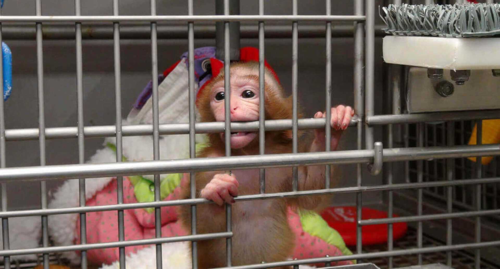 Nih Animal Research Methods