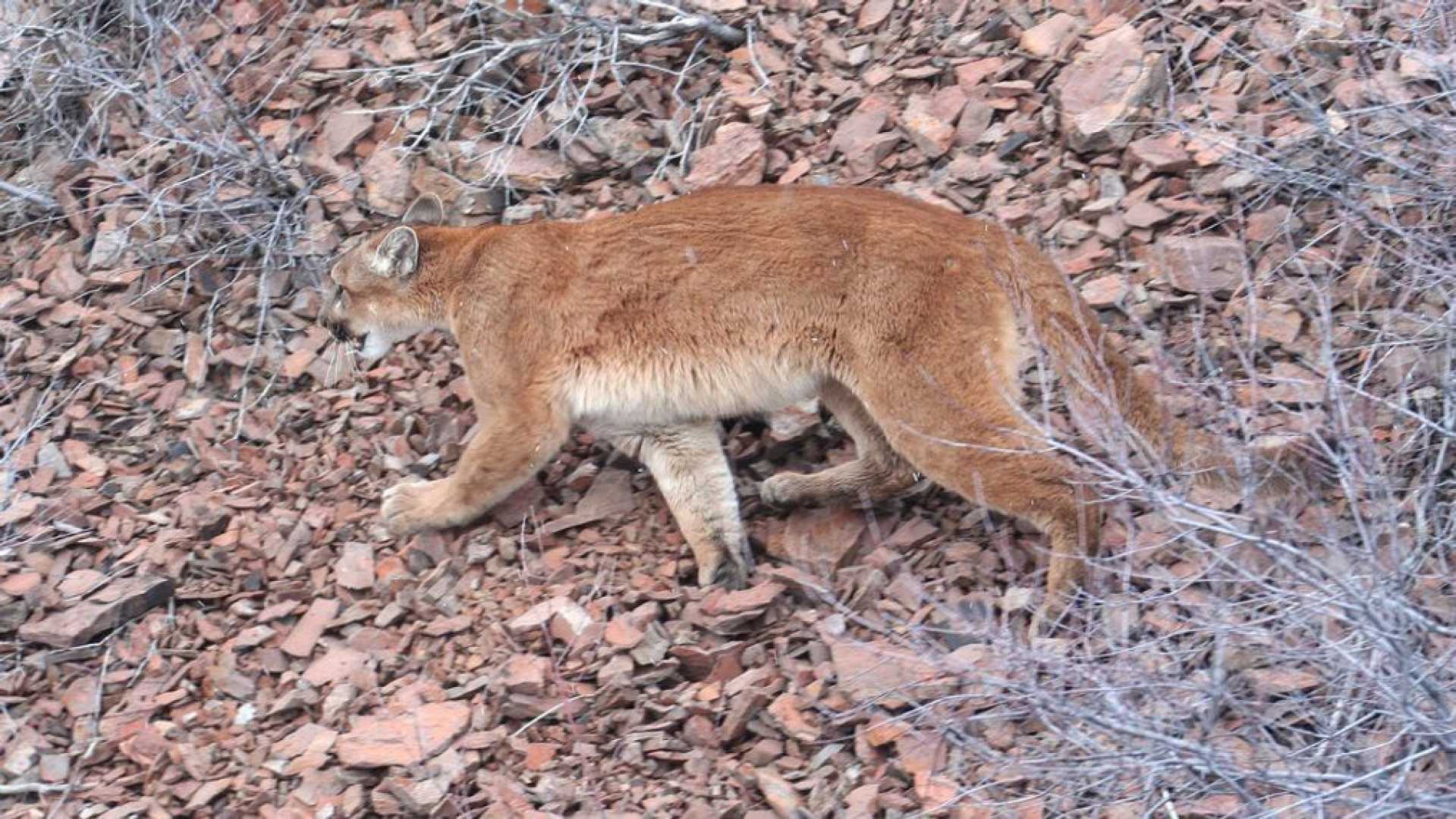 Olympic National Park Cougar Attack