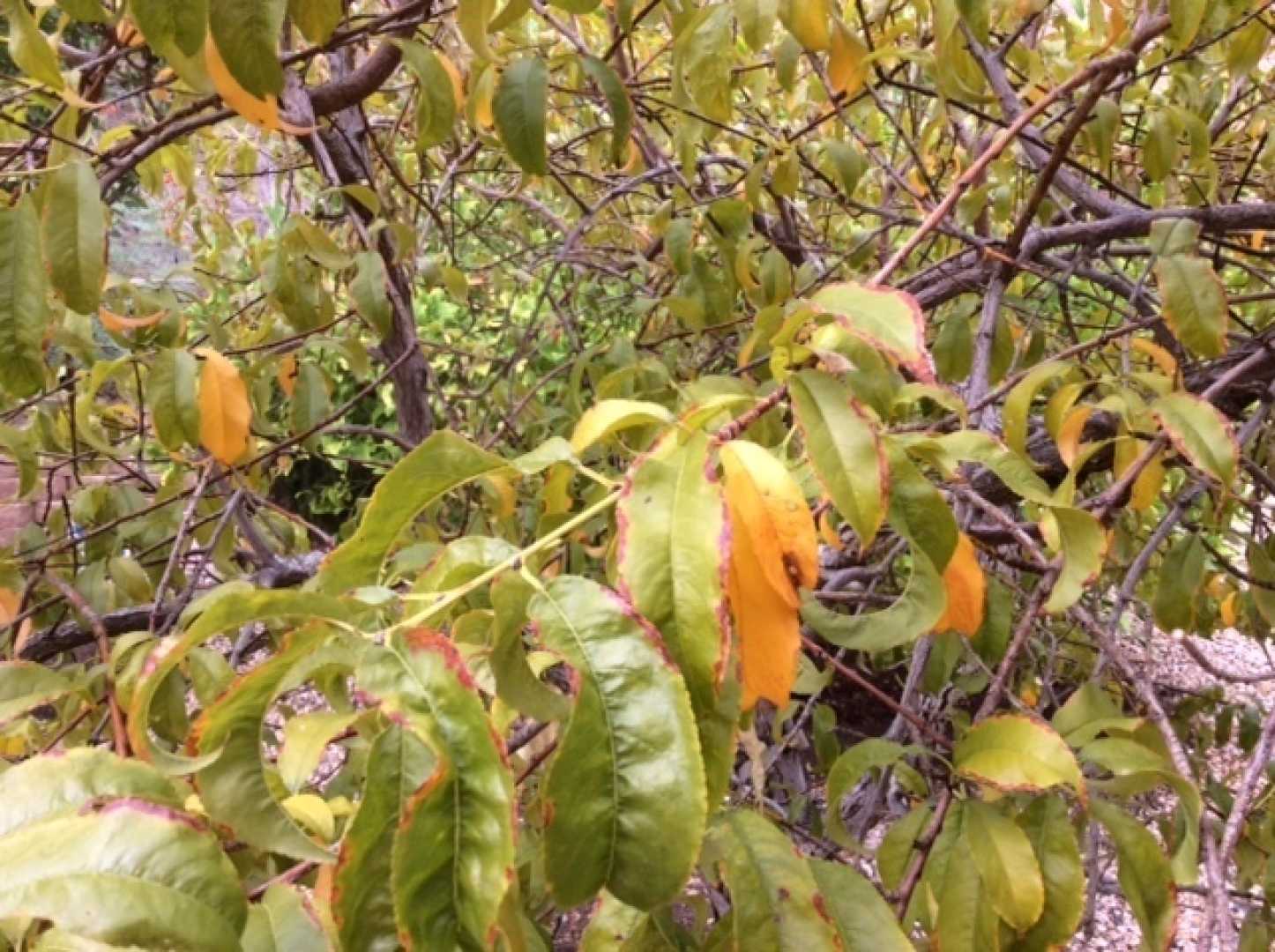 Peach Tree Watering Tips