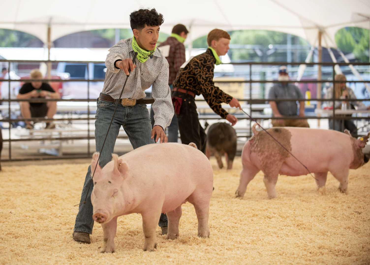 Teton County Fair 4 H Livestock Auction