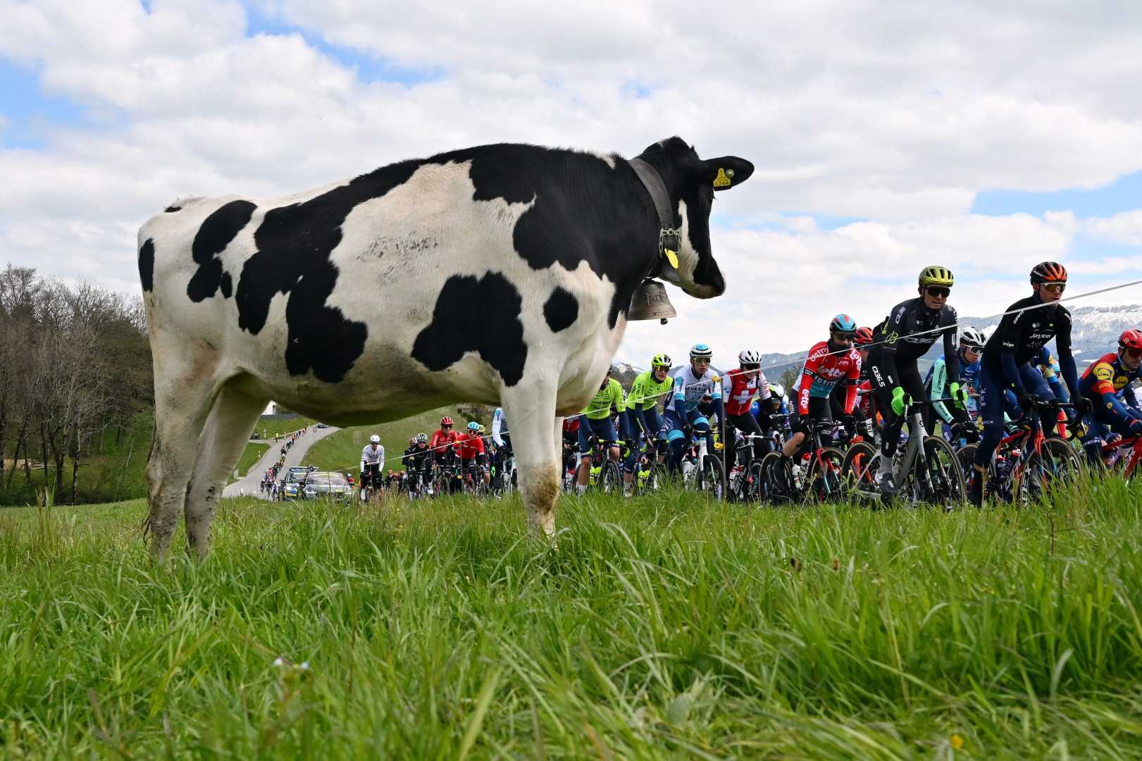 Tour De France Cattle Disease Outbreak