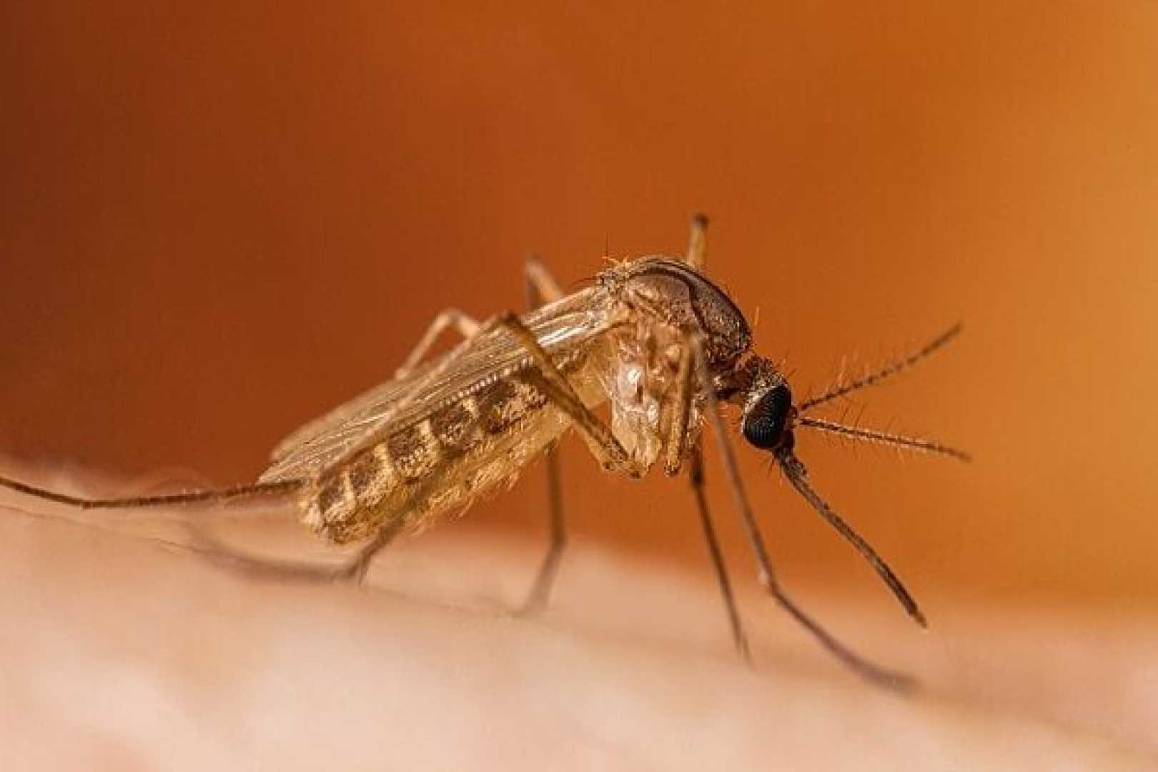 West Nile Virus Marseilles Illinois