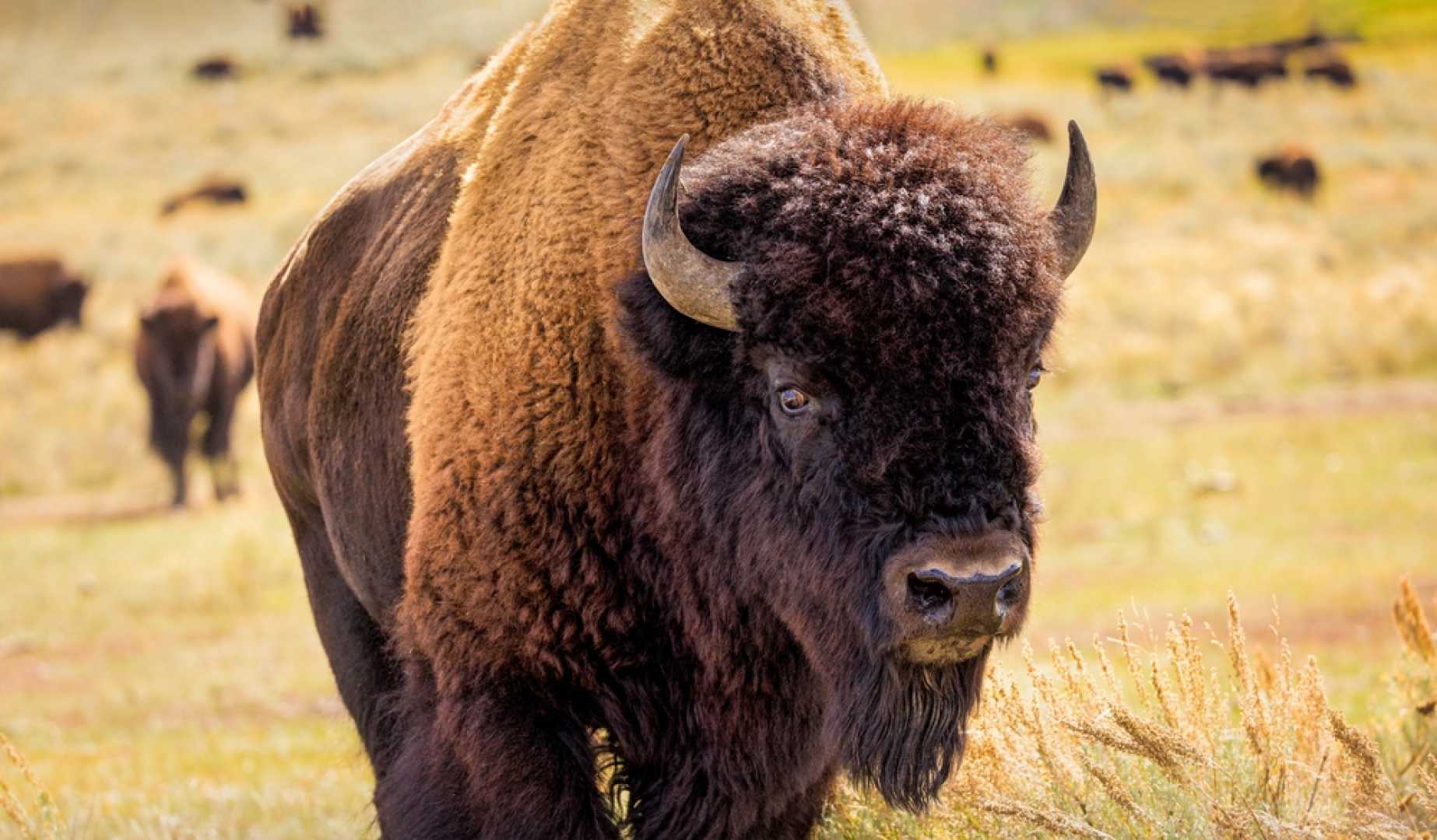 Yellowstone Wildlife Bears Bison Elk