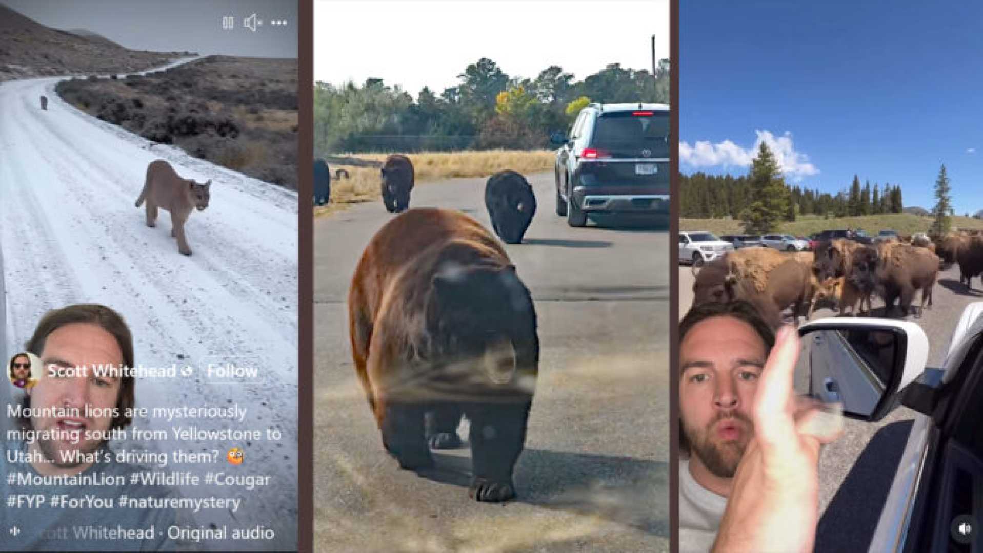 Yellowstone Wildlife Migration Rumors
