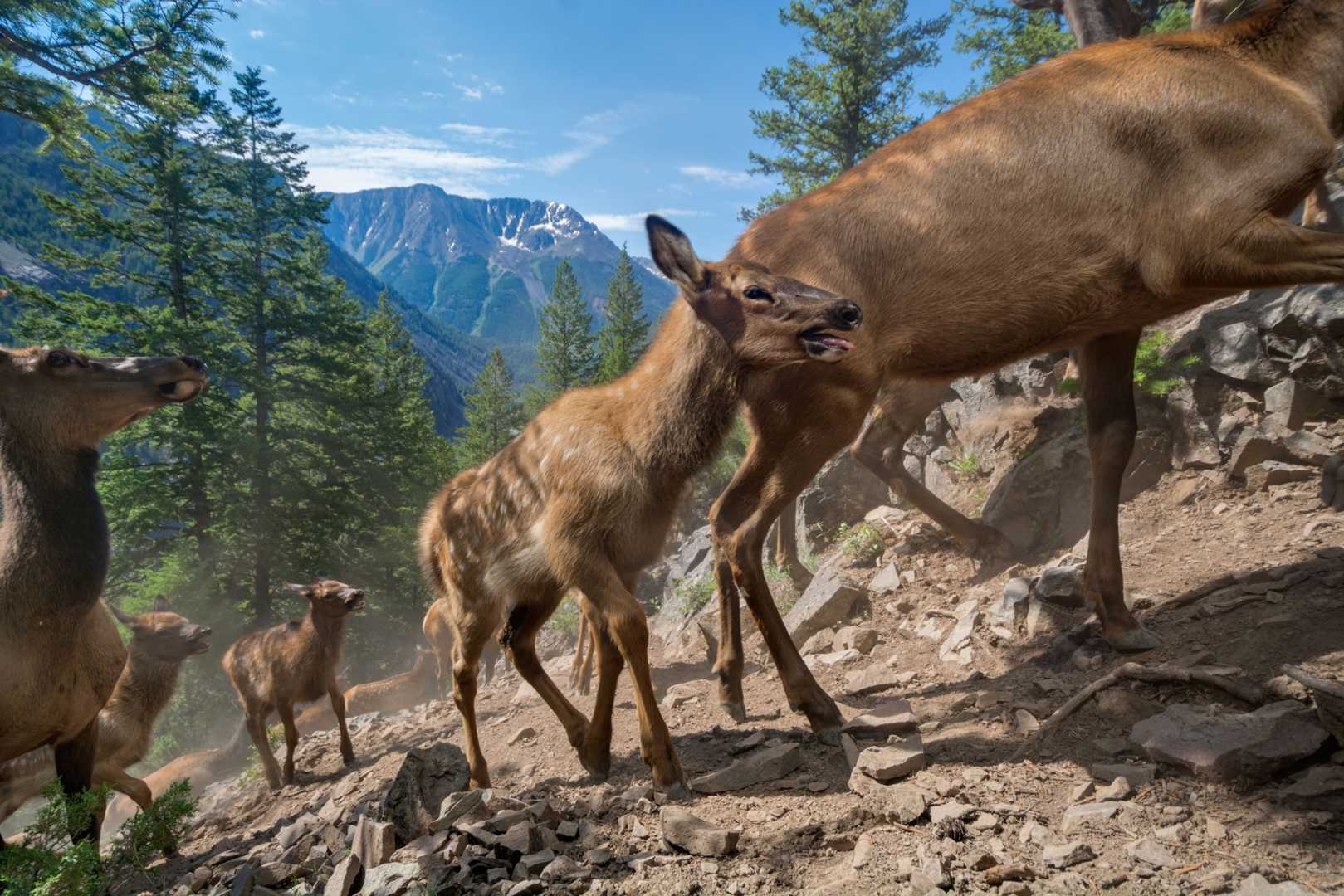 Yellowstone Wildlife Migration