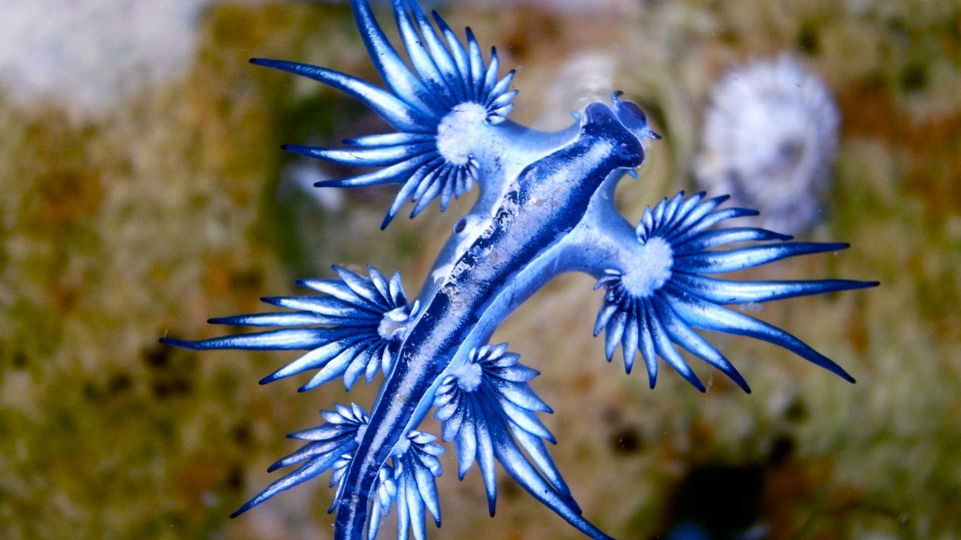 Blue Dragon Sea Slug Guardamar Del Segura