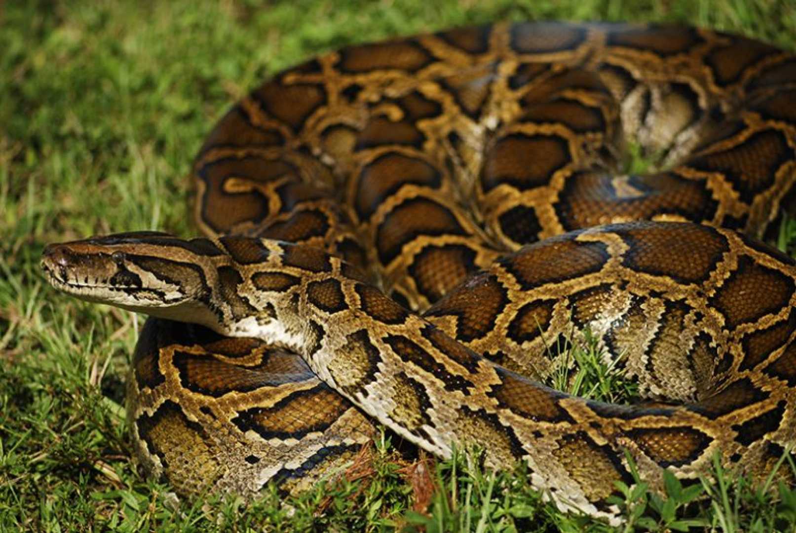Burmese Python Everglades Impact