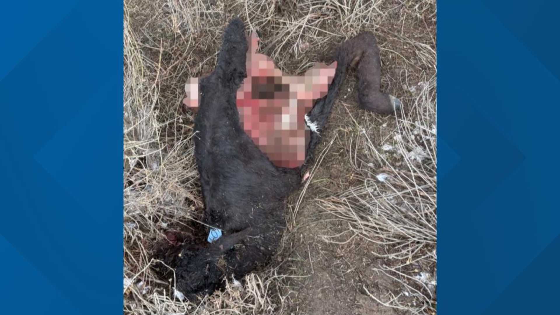 Colorado Wolves Livestock Deaths Recording Controversy