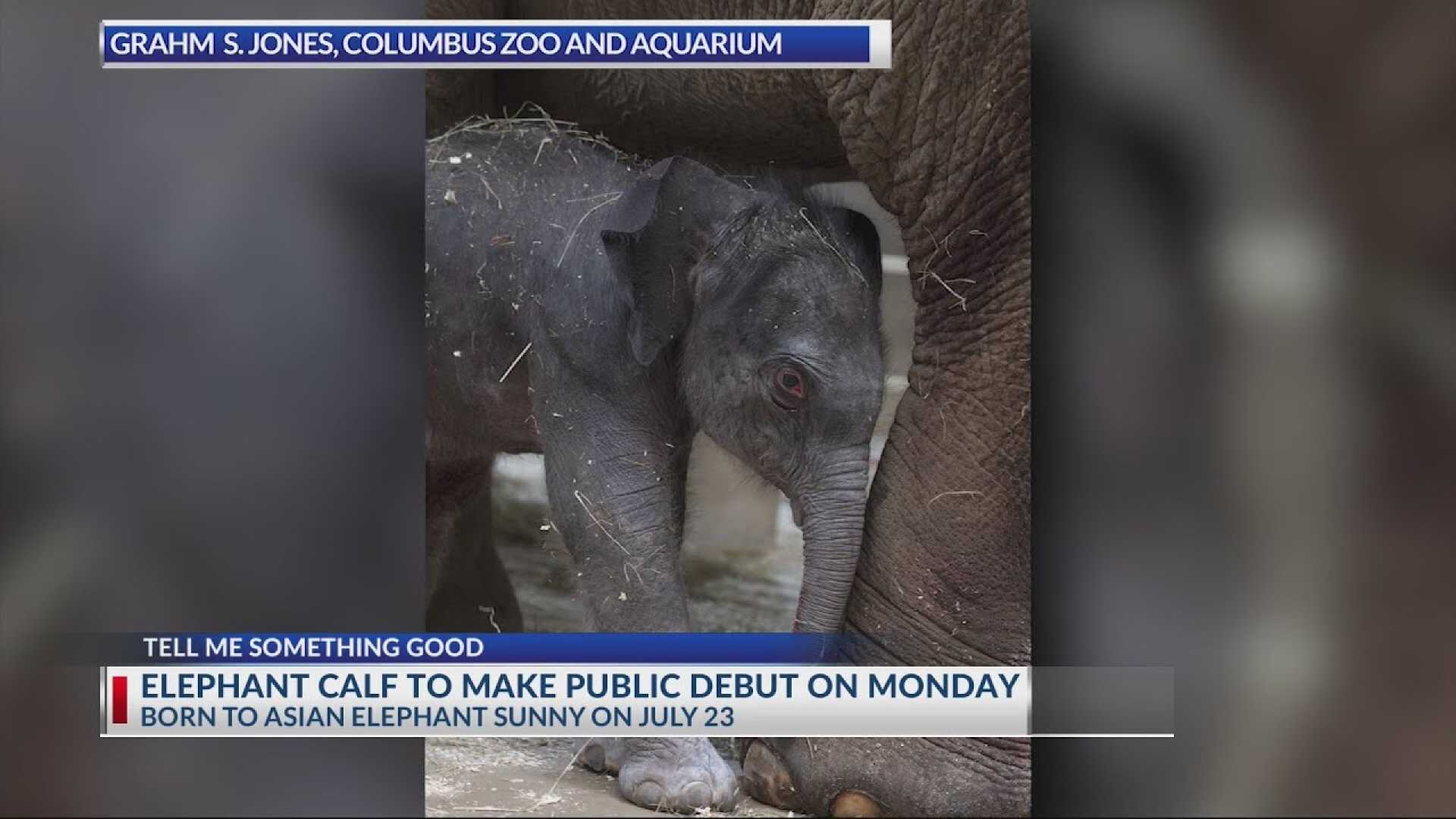 Columbus Zoo Elephant Calf Debut