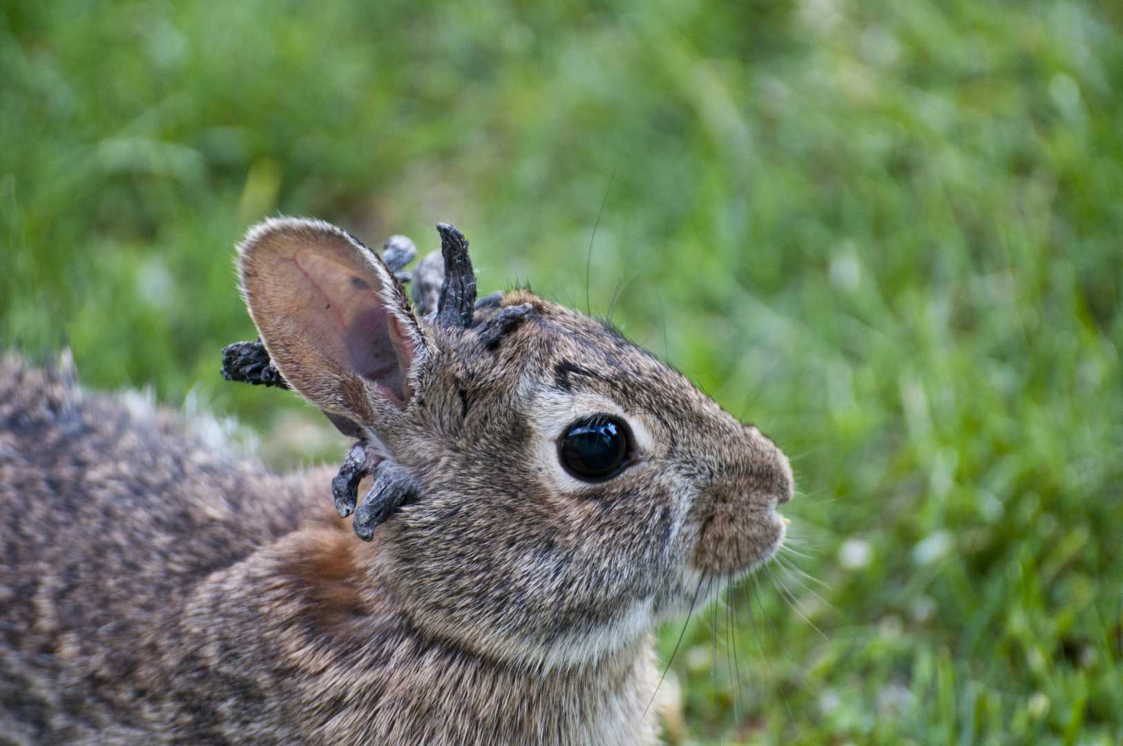 Cottontail Rabbits With Horn Like Growths