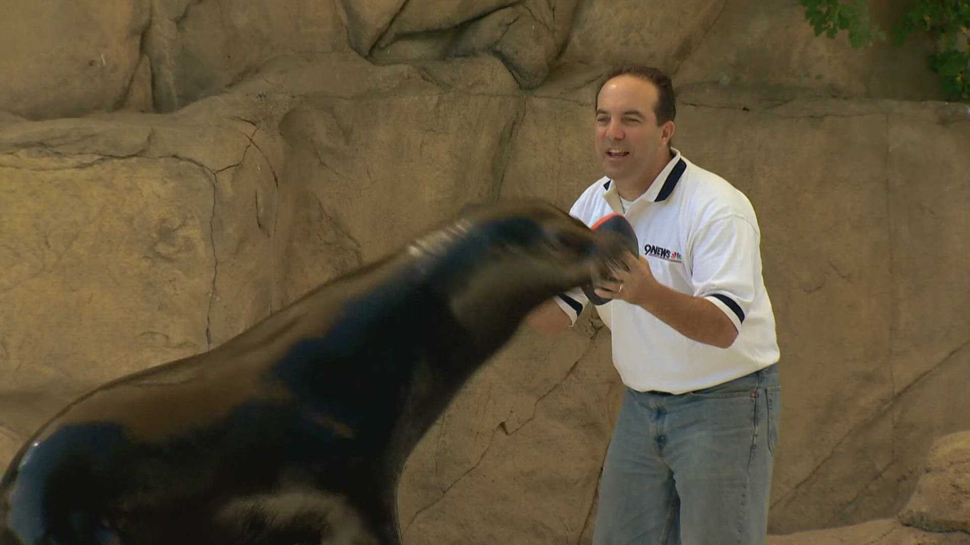 Denver Zoo Sea Lion Nick