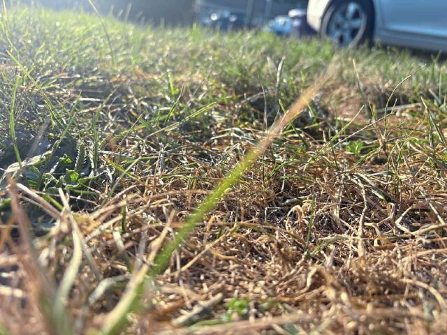 Dry Grass Yard Pittsburgh August 2025