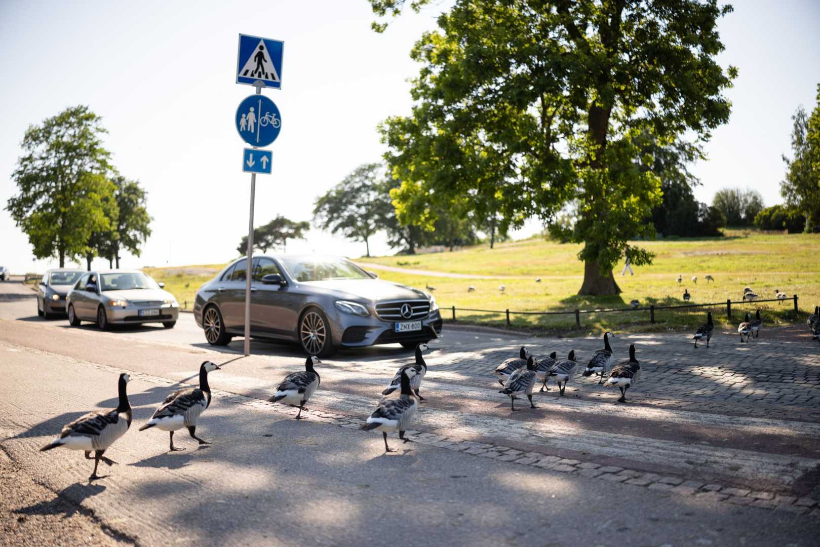 Hietsu Beach Helsinki Barnacle Geese